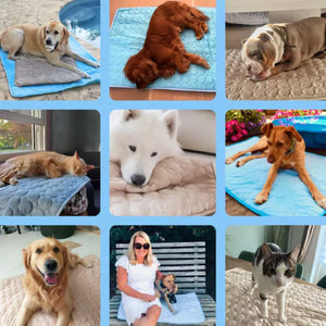 Tapis rafraîchissant pour chiens (4 fois plus efficace)