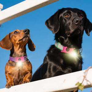 Boucle de collier anti-insectes pour animaux de compagnie