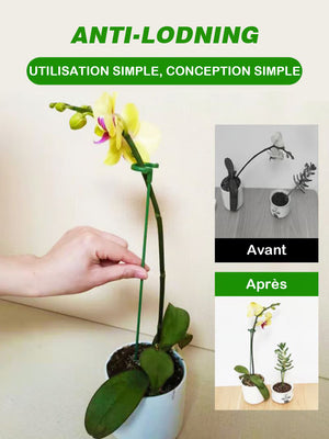Support fixe anti-vigne pour plantes grimpantes
