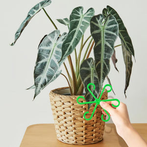 🌿Ensemble de supports pour tiges de plantes