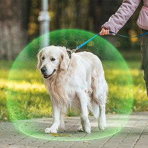 Boucle de collier anti-insectes pour animaux de compagnie