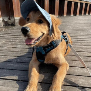 Chapeau de soleil pour chien en plein air