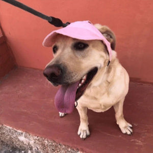 Chapeau de soleil pour chien en plein air