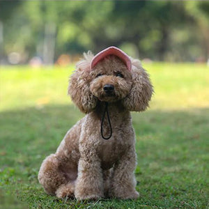 Chapeau de soleil pour chien en plein air