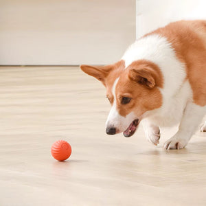 Jouet pour chien à balle rebondissante rechargeable