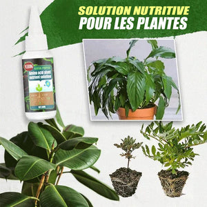 Solution nutritive pour plantes