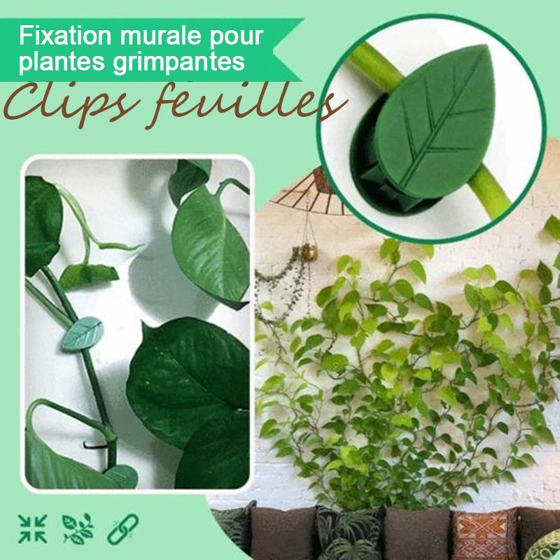 Clips De Fixation Murale Pour Plantes Grimpantes Feuilles Infiniff clips-de-fixation-murale-pour-plantes-grimpantes-feuilles-infiniff
